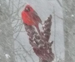 A cardinal eats sumac in March. (Photo courtesy Nancy Holmes)