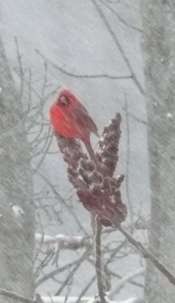 A cardinal eats sumac in March. (Photo courtesy Nancy Holmes)