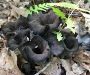 Black trumpet mushrooms (Photo courtesy Greg Marley)