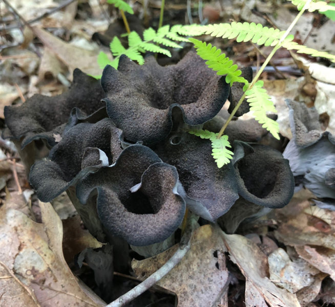 Black trumpet mushrooms (Photo courtesy Greg Marley)