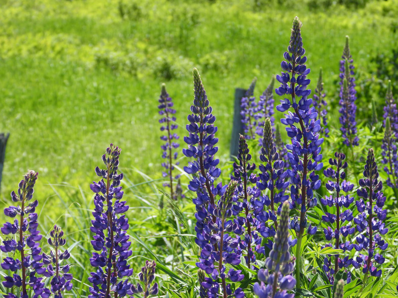 Lupines (Photo courtesy Lee Emmons)