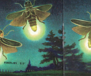 Fireflies are not flies at all but softbodied beetles. This illustration by James Gordon Irving is from "Insects, A Guide to Familiar American Insects" by Herbert S. Zim and Clarence Cotton.