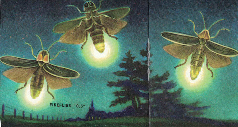 Fireflies are not flies at all but softbodied beetles. This illustration by James Gordon Irving is from "Insects, A Guide to Familiar American Insects" by Herbert S. Zim and Clarence Cotton.