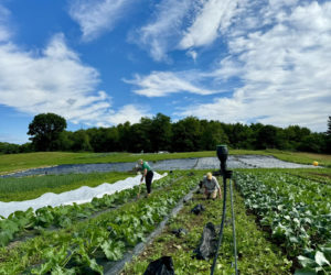 Twin Village Food Bank Farm cultivates three acres on the Salt Bay Farm in Damariscotta, donated for the purpose by property owner, Coastal Rivers Conservation Trust. (Photo courtesy Healthy Lincoln County)