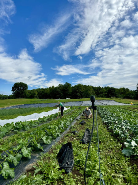 Twin Village Food Bank Farm cultivates three acres on the Salt Bay Farm in Damariscotta, donated for the purpose by property owner, Coastal Rivers Conservation Trust. (Photo courtesy Healthy Lincoln County)