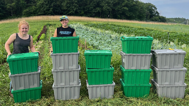 College farmers Skyler Houghton (left) and Lindsay Damon stand next to totes containing the 200 heads of lettuce they harvested in under an hour for Twin Villages Foodbank Farm in Damariscotta. (Courtesy photo)