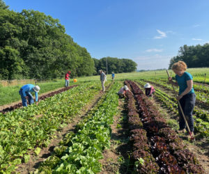 Twin Villages Foodbank Farm crew and volunteers tend new crops every week at the Salt Bay Farm in Damariscotta. (Courtesy photo)