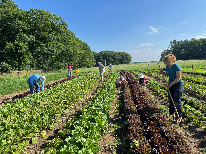 Twin Villages Foodbank Farm crew and volunteers tend new crops every week at the Salt Bay Farm in Damariscotta. (Courtesy photo)