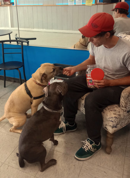 Henry with his new bud Tubbs and Tubbs's hooman, Chris. (Photo courtesy Linda Porter)