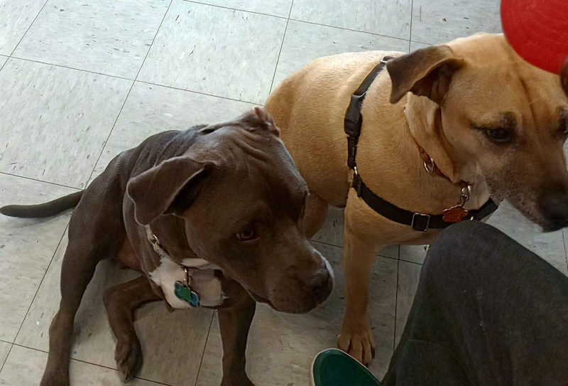 Henry (right) with his new bud, Tubbs. (Photo courtesy Linda Porter)