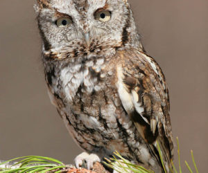 Eastern screech owl (Photo courtesy Midcoast Conservany)