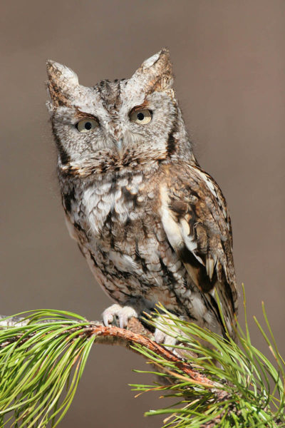 Eastern screech owl (Photo courtesy Midcoast Conservany)