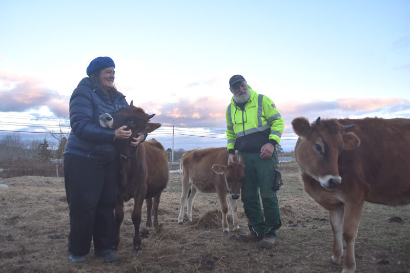 Allison Lakin and Neal Foley stand with some of their Jersey dairy cows on Tuesday, Nov. 12. For animal wellness and quality control, the farm keeps a closed herd of cattle and also raises pigs from "farrow to finish," meaning they are bred, born, and raised on site, Foley said. (Molly Rains photo)