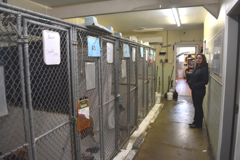 Midcoast Humane Executive Director Jess Townsend stands beside dog kennels inside the organization's Edgecomb shelter, which is a converted house gifted to the organization in 1987. (Molly Rains photo)