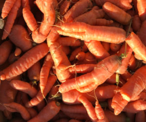 Gleaned carrots for Healthy Lincoln Countys share tables. (Photo courtesy Leifa Gordon)