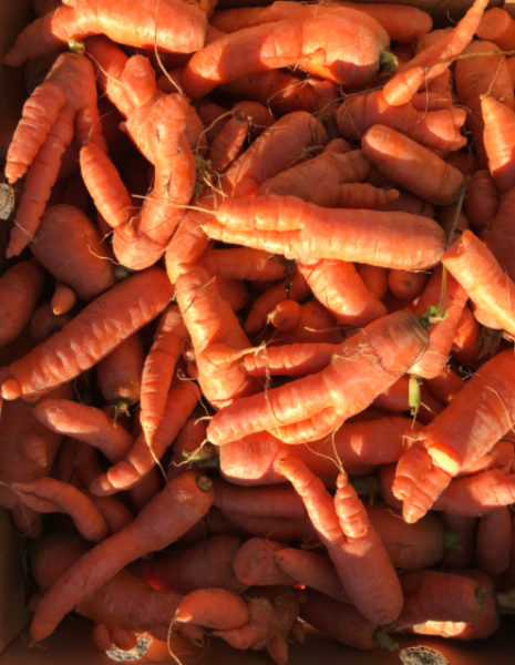 Gleaned carrots for Healthy Lincoln Countys share tables. (Photo courtesy Leifa Gordon)