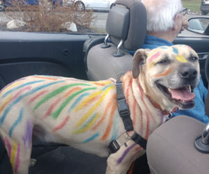 Henry all painted up after visiting day care. (Photo courtesy Linda Porter)