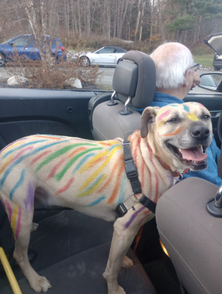 Henry all painted up after visiting day care. (Photo courtesy Linda Porter)