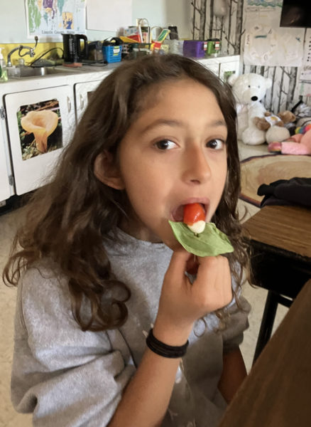 Wiscasset Elementary School student Jazmyn Rhinebolt samples a caprese appetizer the fourth grade class made with basil they grew in a hydroponic garden. (Photo courtesy Becky Hallowell)