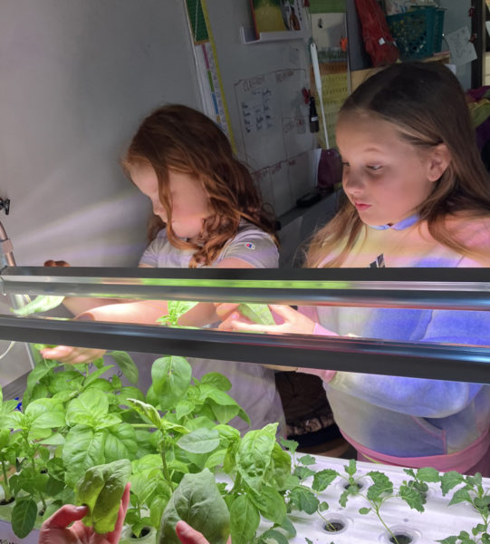 Wiscasset Elementary School students Izzy Bailey and Addy Petrie harvest basil the fourth grade class cultivated in a hydroponic garden at the school. (Photo courtesy Becky Hallowell)