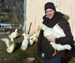 Jefferson poultry breeder Sarah Merrill holds the youngest of her rare German Pekin ducks, named Flower, on Goose Hill Road the morning of Monday, Dec. 2. Merrill credited her grandmother, Jane Eddington-Freeman, with giving her a love of ducks and showing birds at poultry shows. (Molly Rains photo)