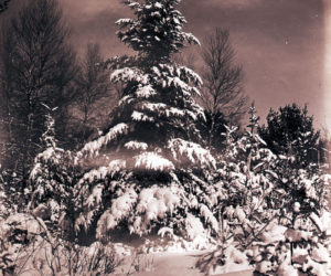 This tree is too tall to be used as a Christmas tree in most houses but outside it looks glorious with decorations from Mother Nature. (Photo courtesy Newcastle Historical Society Museum)