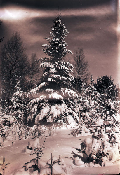 This tree is too tall to be used as a Christmas tree in most houses but outside it looks glorious with decorations from Mother Nature. (Photo courtesy Newcastle Historical Society Museum)