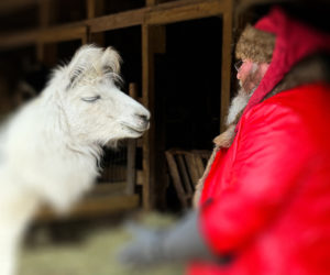 Harry the llama visits with Father Christmas. (Photo courtesy Katherine Dunn)