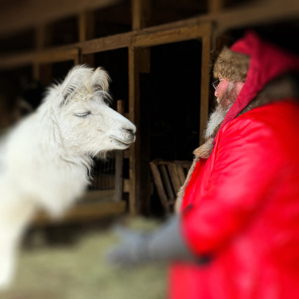 Harry the llama visits with Father Christmas. (Photo courtesy Katherine Dunn)