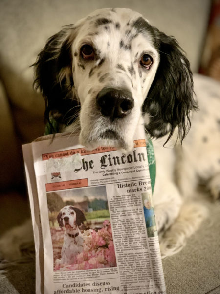 Kate Bryants English setter Tuck poses with the Oct. 3, 2024 edition of The Lincoln County News, which featured a photo Bryant snapped of him. Bryant, of Wiscasset, won the September #LCNme365 photo contest and was later chosen by readers as the winner of the 2024 contest.