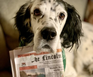 Kate Bryants English setter Tuck poses with the Oct. 3, 2024 edition of The Lincoln County News, which featured a photo Bryant snapped of him. Bryant, of Wiscasset, won the September #LCNme365 photo contest and was later chosen by readers as the winner of the 2024 contest.