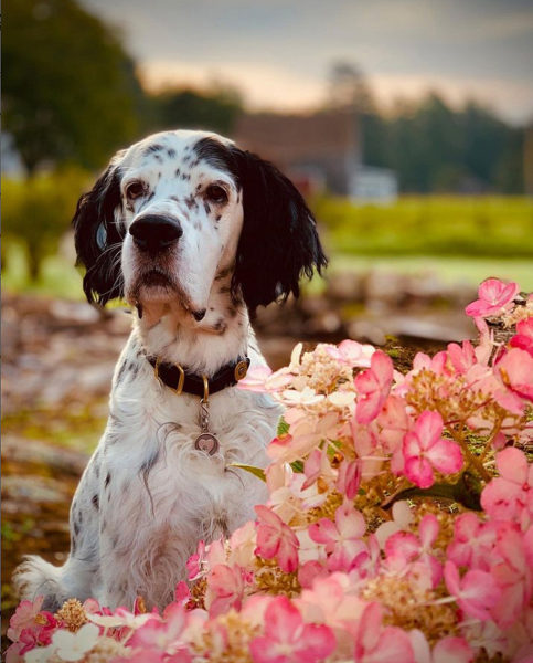 Kate Bryant won the 2024 #LCNme365 photo contest with her picture of her English setter, Tuck, enjoying the last days of summer. Bryant will receive a prize package from Lincoln County Publishing Co. of products featuring her photo, including a 2025 calendar with the monthly winners of the 2024 contest.