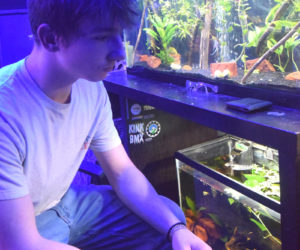 Owen Heald, of Waldoboro, regards some of his fish and planted tanks on the afternoon of Monday, Jan. 13. Heald plants elaborate landscaped fish tanks, which he refers to as "tankscapes," for his own fish collection as well as friends and occasionally customers. (Molly Rains photo)