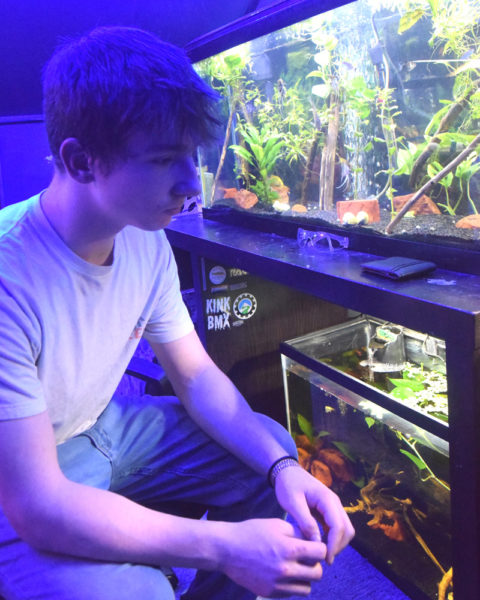 Owen Heald, of Waldoboro, regards some of his fish and planted tanks on the afternoon of Monday, Jan. 13. Heald plants elaborate landscaped fish tanks, which he refers to as "tankscapes," for his own fish collection as well as friends and occasionally customers. (Molly Rains photo)