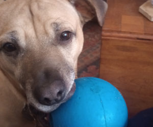 Henry with his favorite ball. (Photo courtesy Linda Porter)