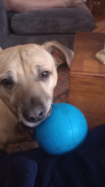 Henry with his favorite ball. (Photo courtesy Linda Porter)