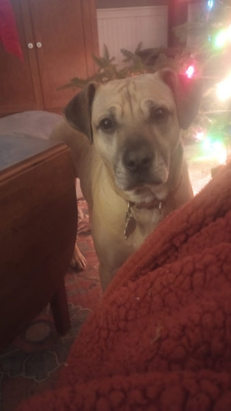 Henry stands by the Christmas tree. (Photo courtesy Linda Porter)