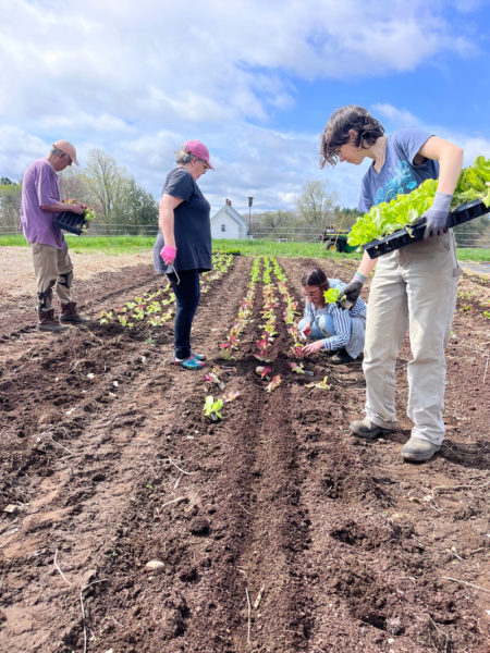 Volunteers plant a row of crops at Twin Villages Foodbank Farm in Damariscotta. (Photo courtesy Twin Villages Foodbank Farm)