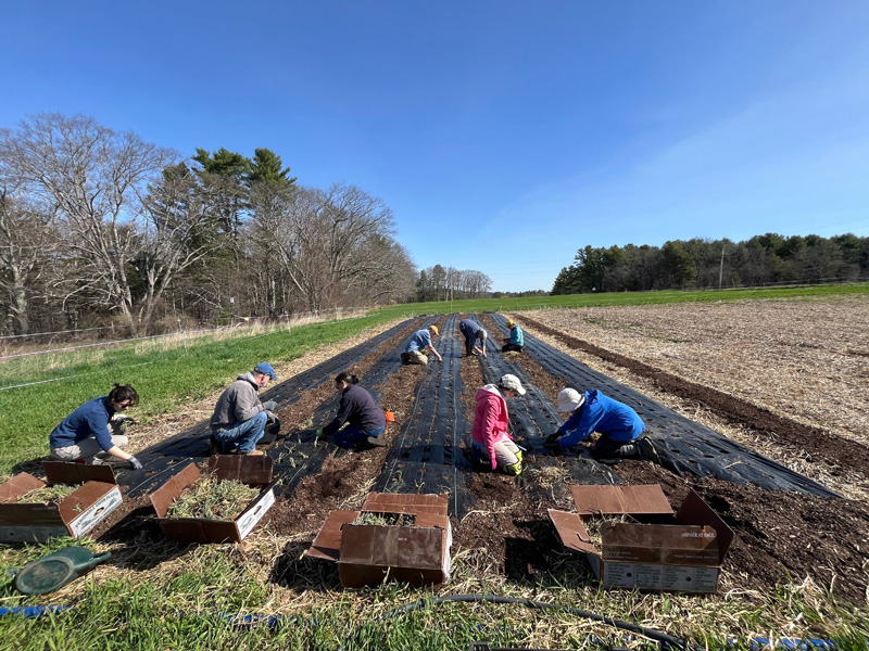 Twin Villages Foodbank Farm in Damariscotta is in full swing for the season, with onions, chard, beets, and more already growing in the fields on Belvedere Road. (Photo courtesy Twin Villages Foodbank Farm)