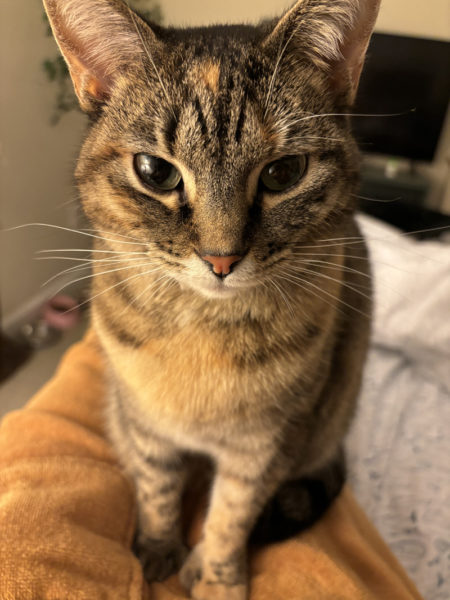 Star Wars demands chin scratches. (Iris Stanley photo)