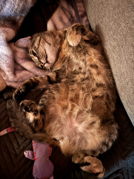 Star Wars lulls admirers into a false sense of security. (Iris Stanley photo)