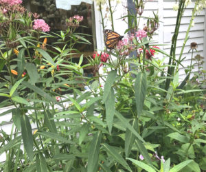 A monarch butterfly visits the childrens garden at Wiscasset Public Library. (Photo courtesy Emily Adler)