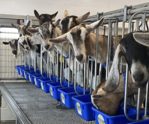 The hardworking goats of Pumpkin Vine Family Farm in Somerville enjoy their new elevated milking stand. (Photo courtesy Kelly Payson-Roopchand)