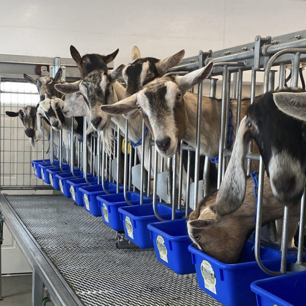The hardworking goats of Pumpkin Vine Family Farm in Somerville enjoy their new elevated milking stand. (Photo courtesy Kelly Payson-Roopchand)