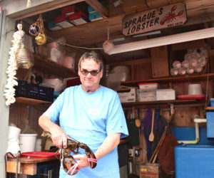 Frank Sprague holds one of many lobsters at Sprague's Lobster on Monday, Aug. 25 in Wiscasset. Sprague marked 50 years of running his own business this season. (Ali Juell photo)