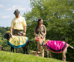 Dairy queens line up at Pumpkin Vine Family Farm. (Photo courtesy Luke Myers)