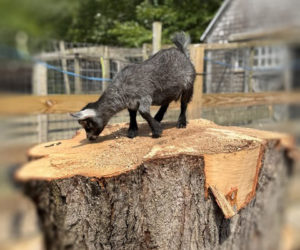 Baby goat Lulu stands on top of Tree's sawed off trunk. (Photo courtesy Katherine Dunn)