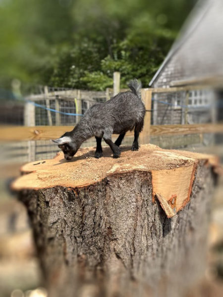 Baby goat Lulu stands on top of Tree's sawed off trunk. (Photo courtesy Katherine Dunn)
