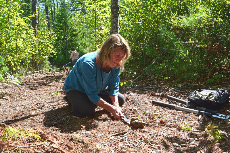 Volunteer Joy Vaughan saws a tree stump on part of a Pemaquid Pond trail on Thursday, Sept. 11. Vaughan started volunteering at the Damariscotta River Association, now Coastal Rivers Conservation Trust, 30 years ago. (Ali Juell photo)