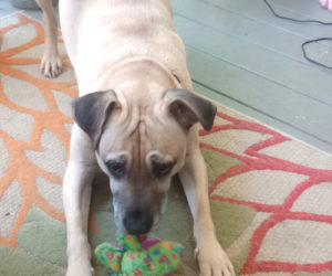 Henry plays with a new toy, (Photo courtesy L.D. Porter)